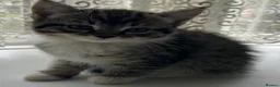 Mixed Breed cats for sale: Adorable Tabbies and Tuxedo in Leicester - Advert 2
