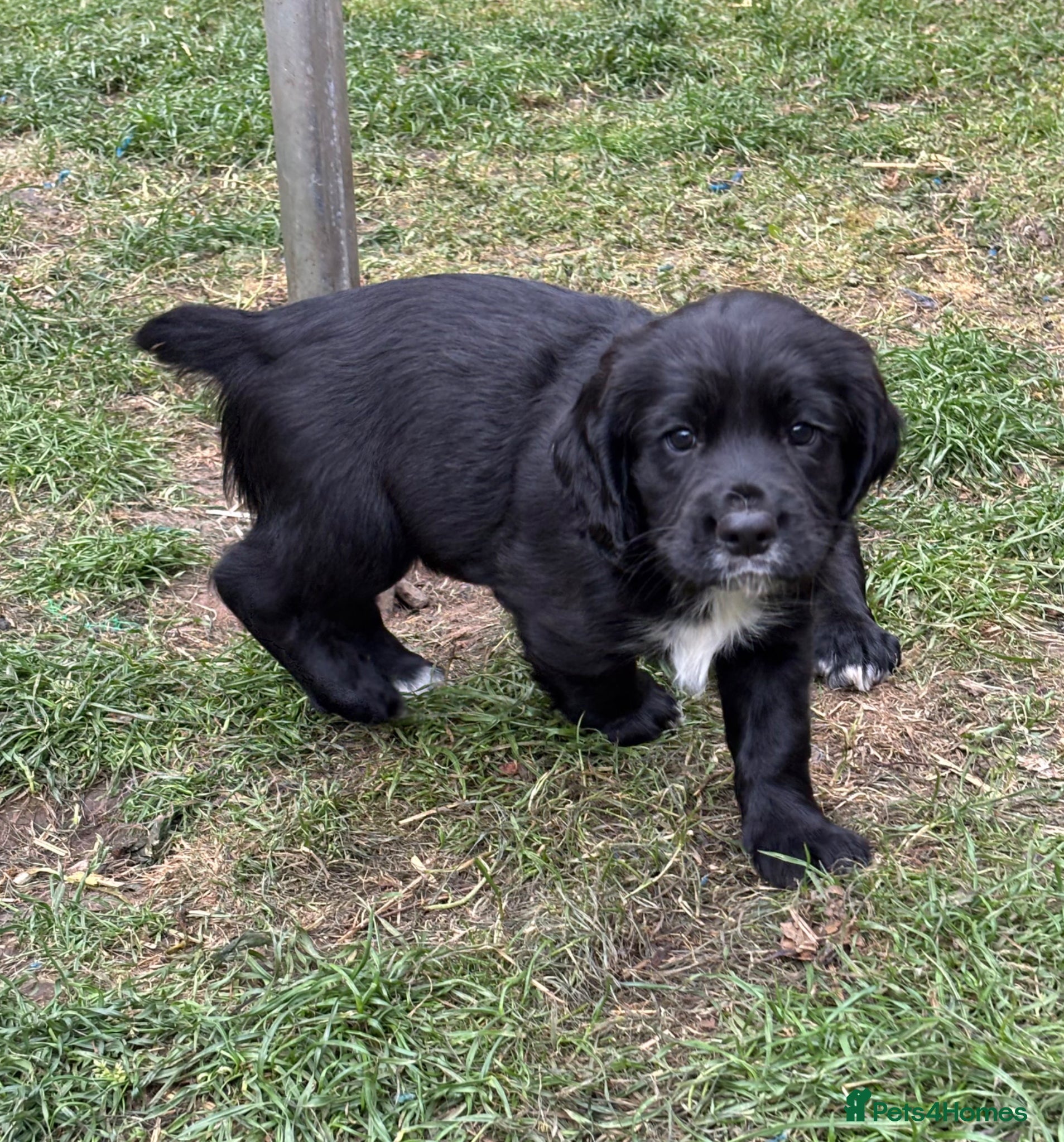Sprocker dogs for sale: Working Sprocker Pups  - Advert 1