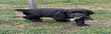 Sprocker Puppy 1