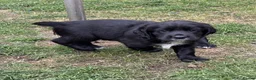 Sprocker dogs for sale: Working Sprocker Pups  - Advert 1
