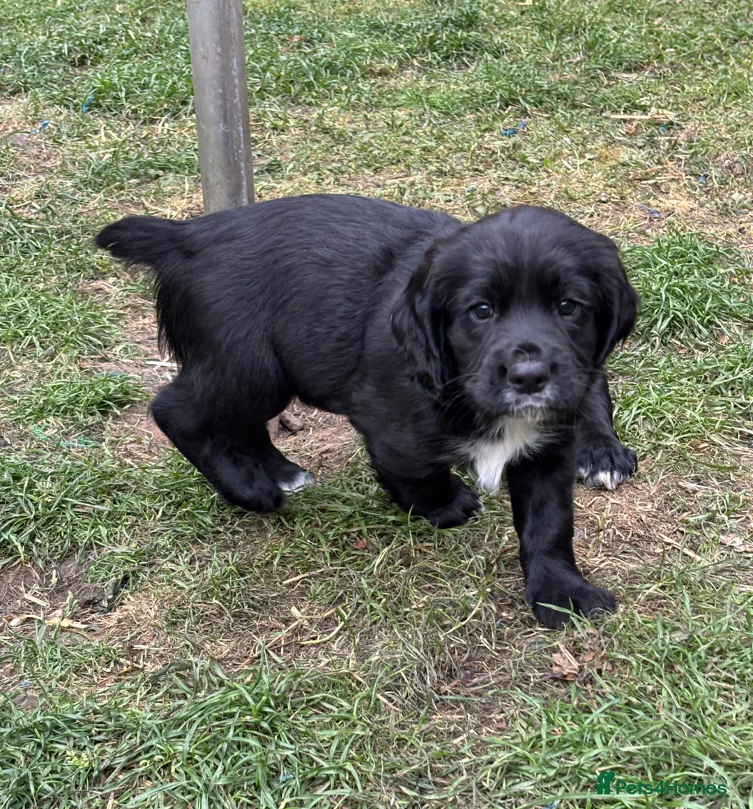 Sprocker dogs for sale: Working Sprocker Pups  - Advert 1