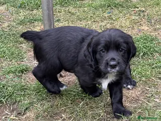 Sprocker dogs for sale: Working Sprocker Pups - Advert 1