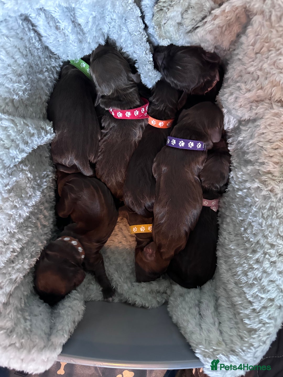 Sprocker dogs for sale: Brown Sproker Puppies Parents KC registered.  - Image 6
