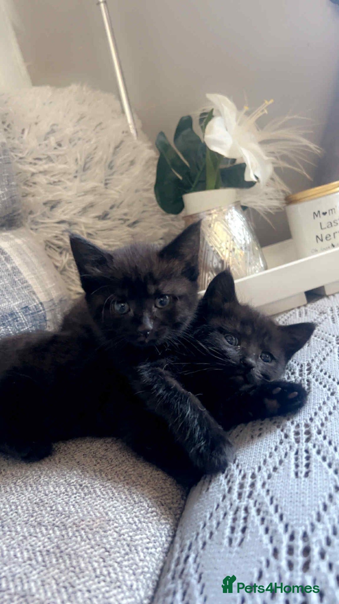 Mixed Breed cats for sale: 2 kittens 9 weeks old....Pumpkin and Boo - Image 6