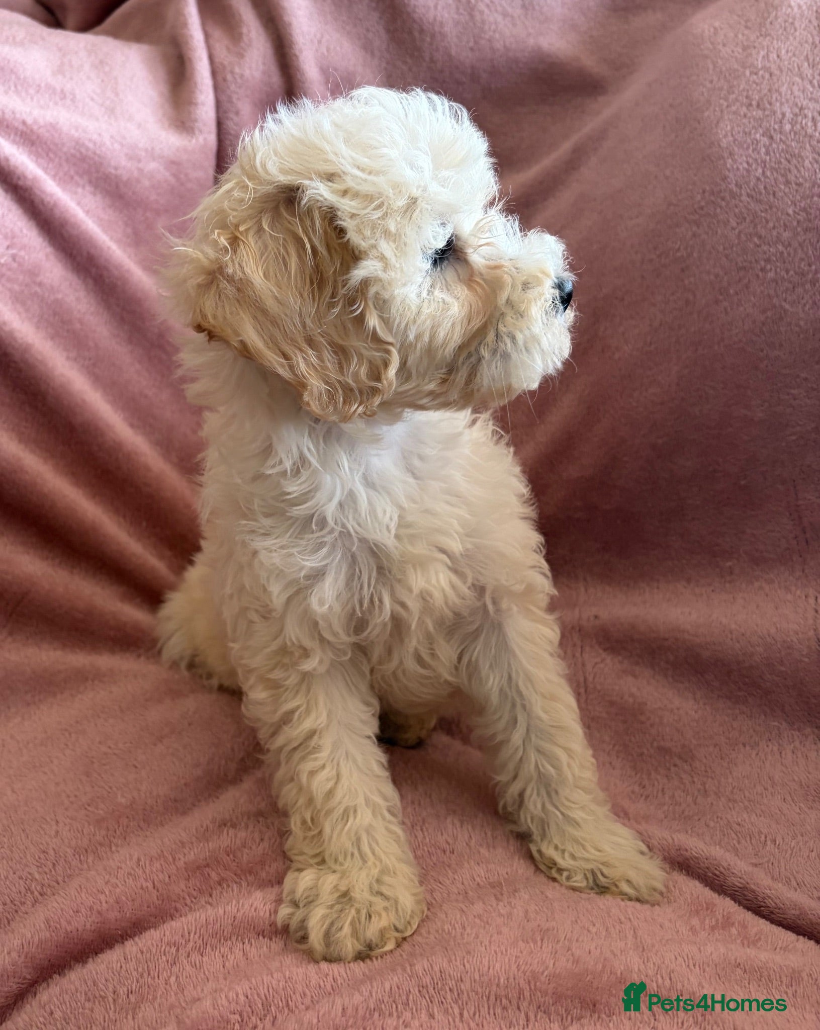 Cockapoo dogs Beautiful litter of F2 Cockapoo puppies  - Advert 11