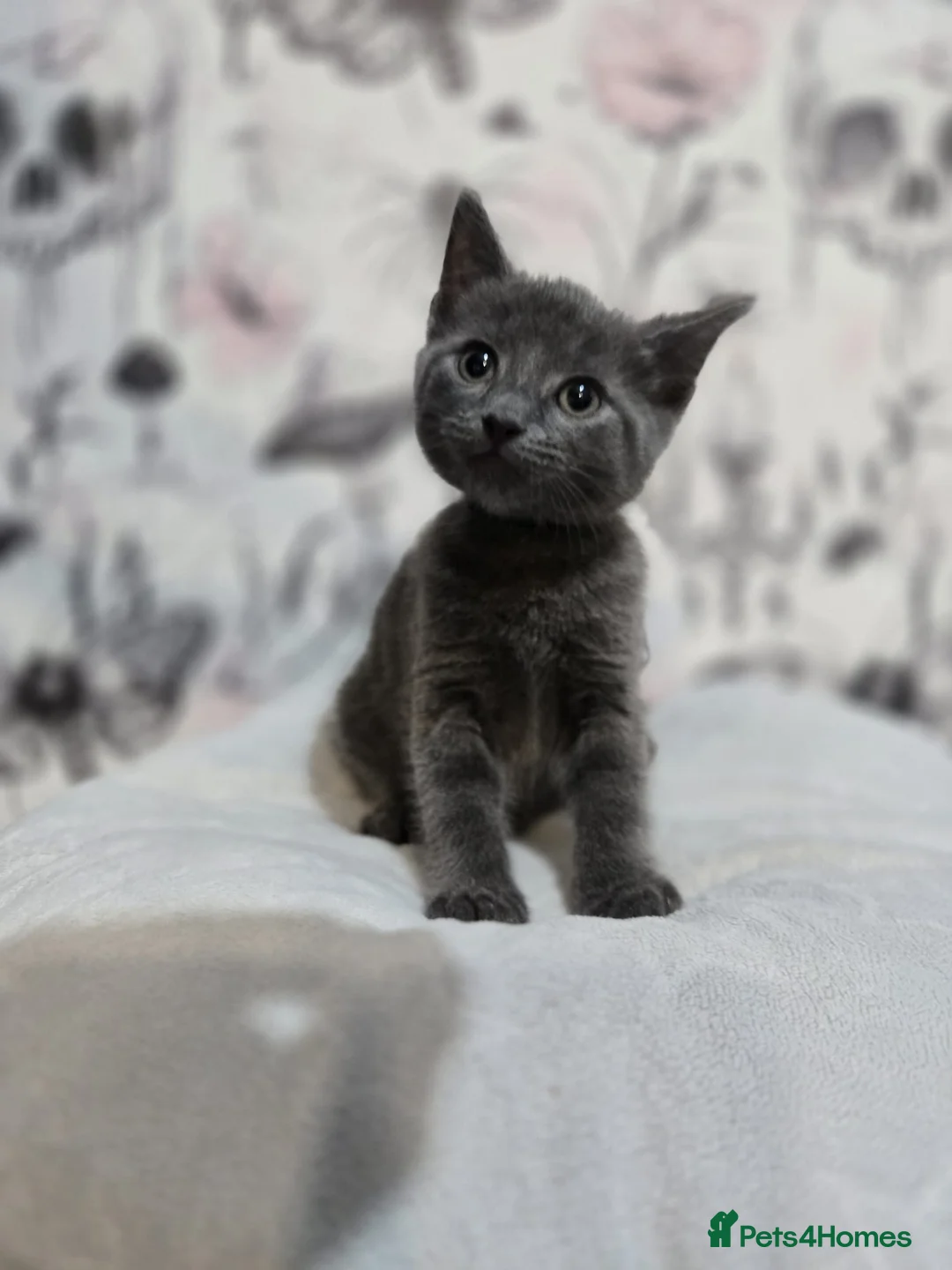 Domestic Shorthair cats for sale: Beautiful playful kittens  in Wolverhampton - Advert 2