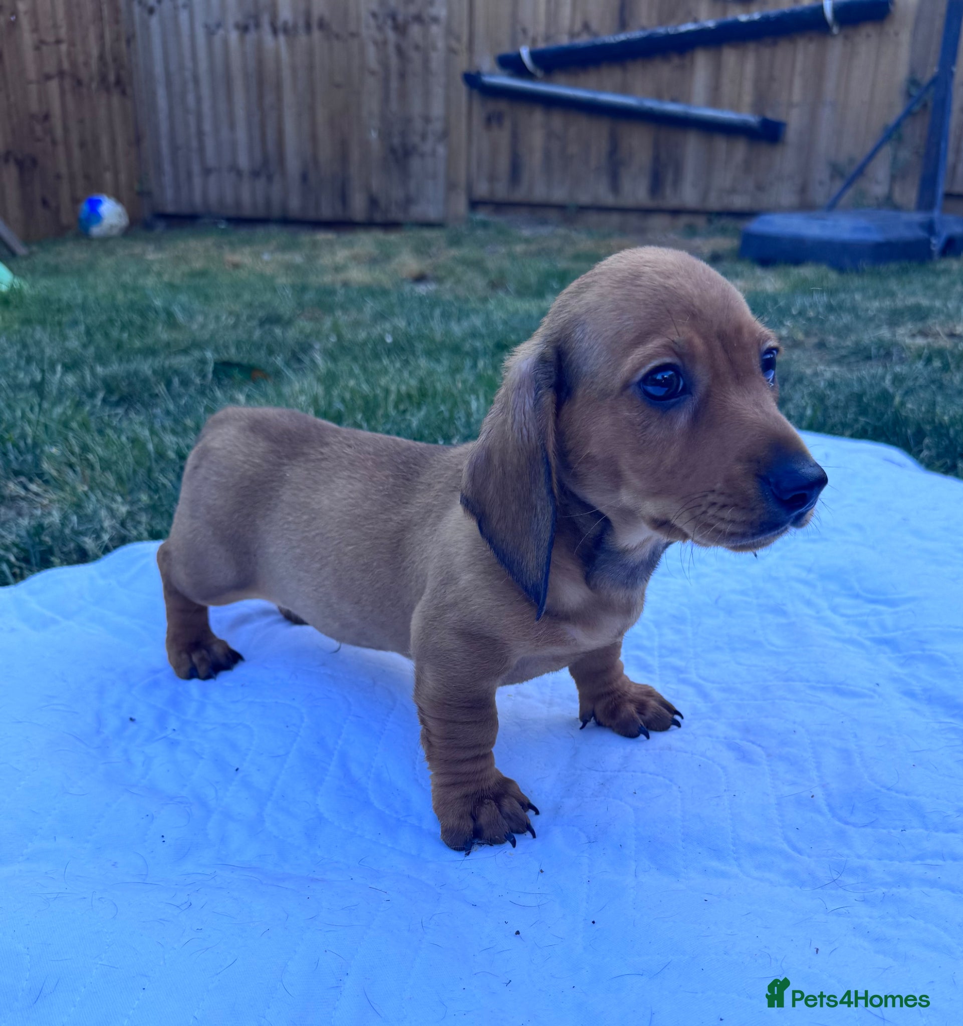 Miniature Dachshund dogs for sale: Adorable mini smoothe dachshund puppies - Advert 6