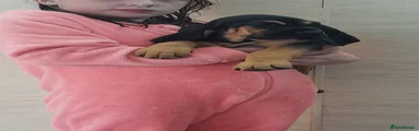 Bloodhound Puppy 10 DARK PINK