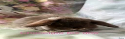 Mini Lop rabbits for sale: Pure bred show quality mini lops  - Advert 15