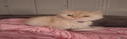 Mixed Breed cats for adoption: Cuddly Georgette would love a home of her own - Advert 3