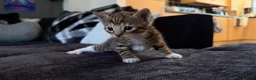 Mixed Breed cats for sale: Adorable Kittens  Little Fox Girls & 1 Cartoon Boy - Advert 9