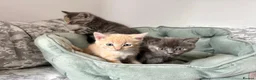 Siberian cats for sale: Beautiful Siberian Kittens-3 Boys-Hypoallergenic - Advert 29
