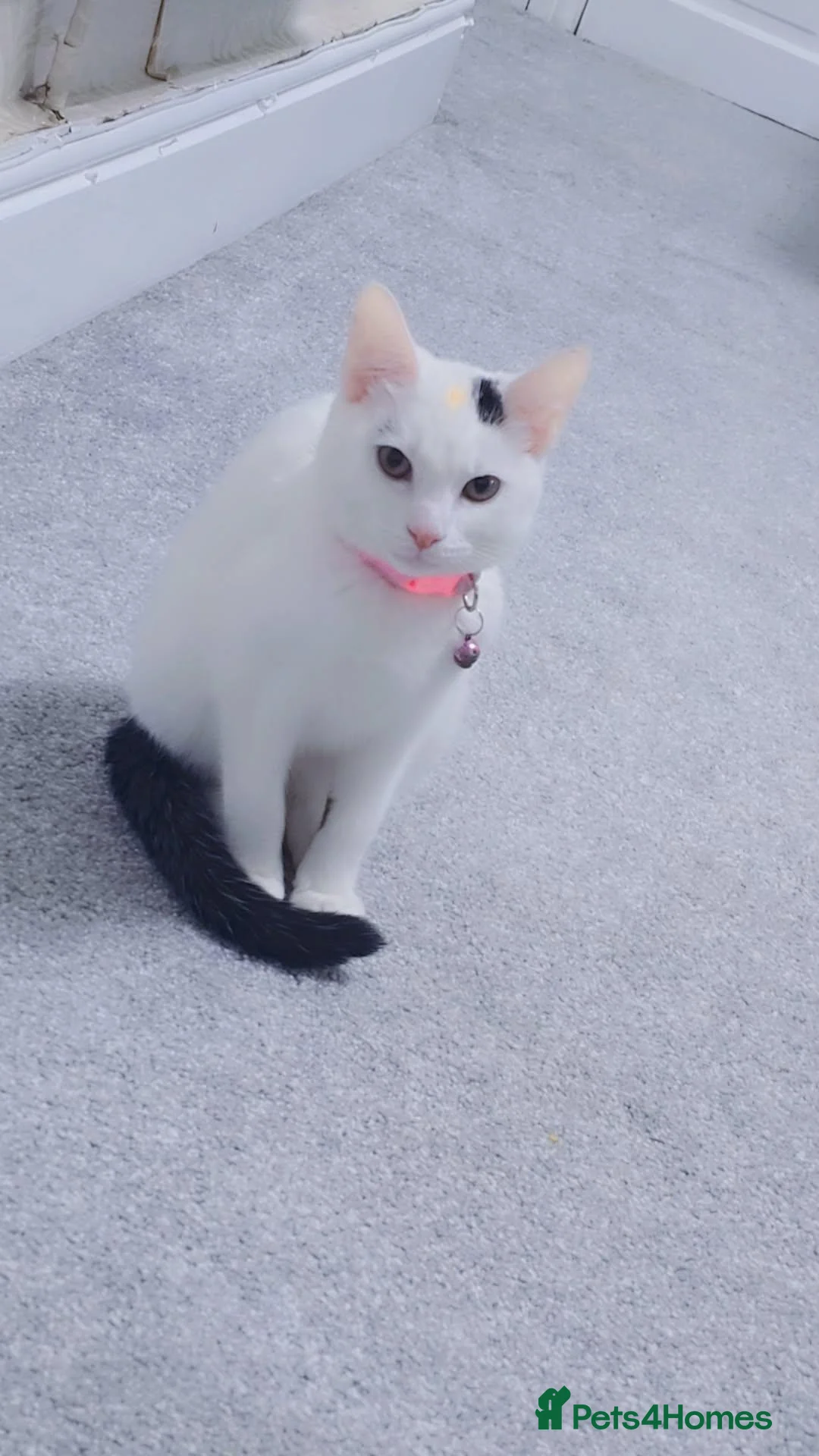 Asian cats for sale: Bella in Nelson - Advert 2
