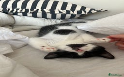 Persian cats for sale: Two Beautiful Half Persian Male Kittens  - Image 4