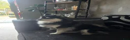Pomsky dogs for sale: Pomsky Puppys For Sale - Advert 18