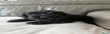 Miniature Schnauzer 6