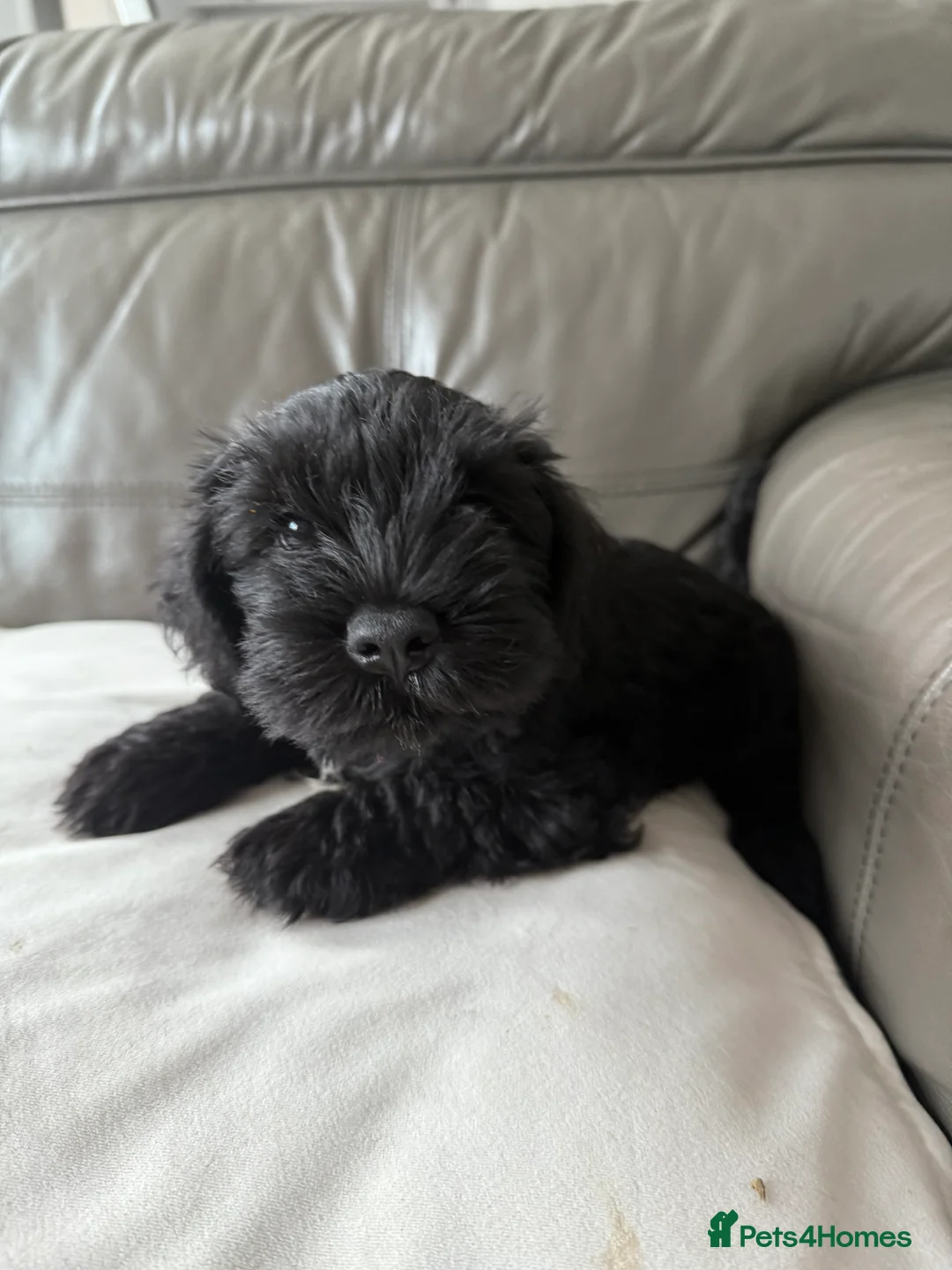 Miniature Schnauzer dogs for sale: KC Black Miniature schnauzers  - Advert 2