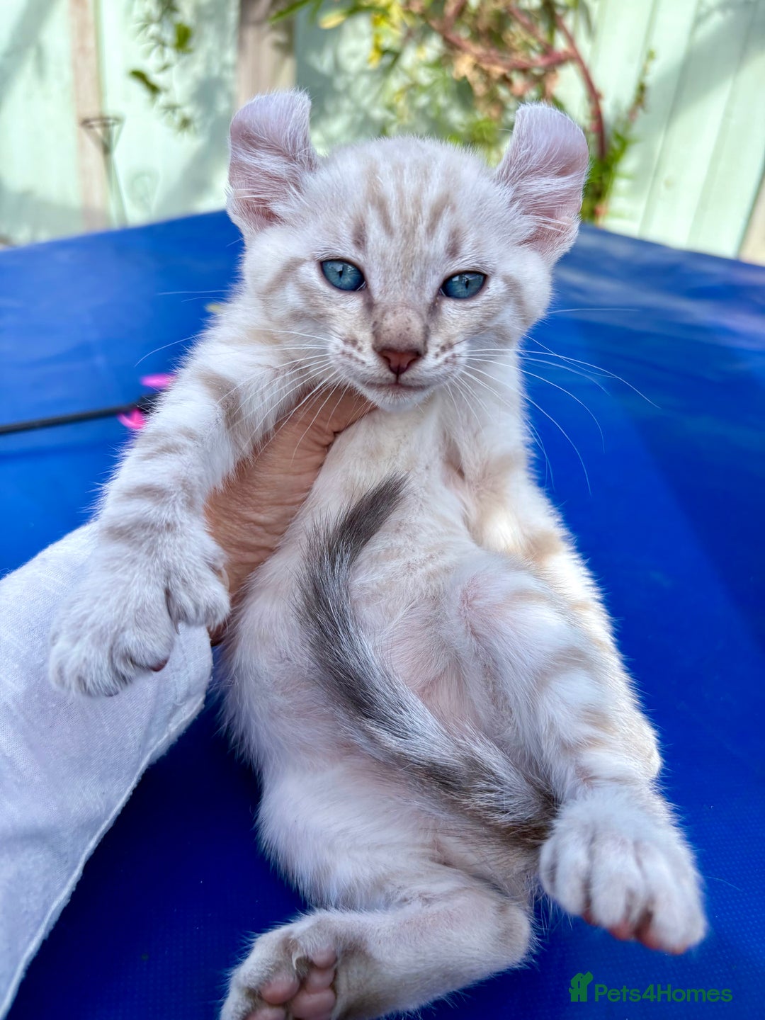 Bengal cats for sale: Gob smacking rare kittens  - Image 21