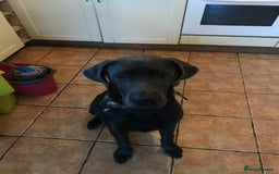 Mixed Breed dogs for sale: Very Unique Blue Great Shepard Puppies  - Image 5