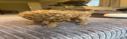 Mixed Breed dogs for sale: Toy poodle and miniature poodle mix puppies  - Advert 11