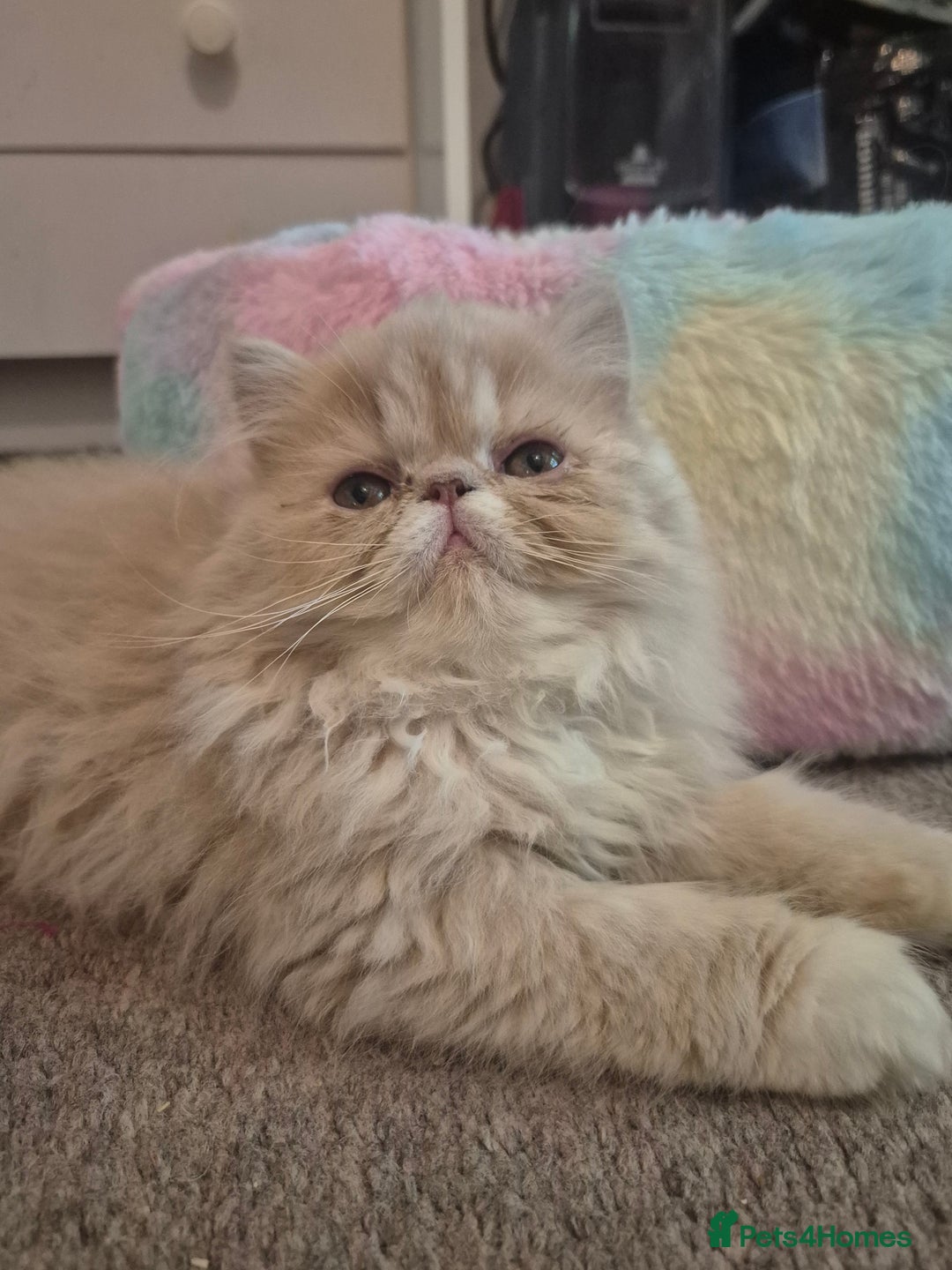 Persian cats for sale: 🩵Amazing persian boy 🩵 - Image 6