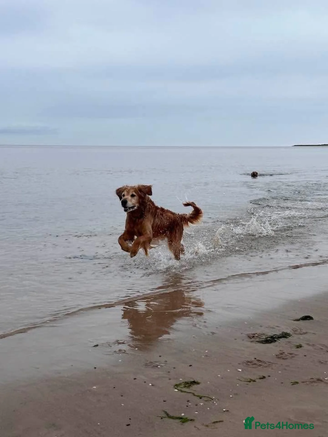Golden Retriever dogs for stud: Proven KC Golden Retriever for stud  - Advert 2