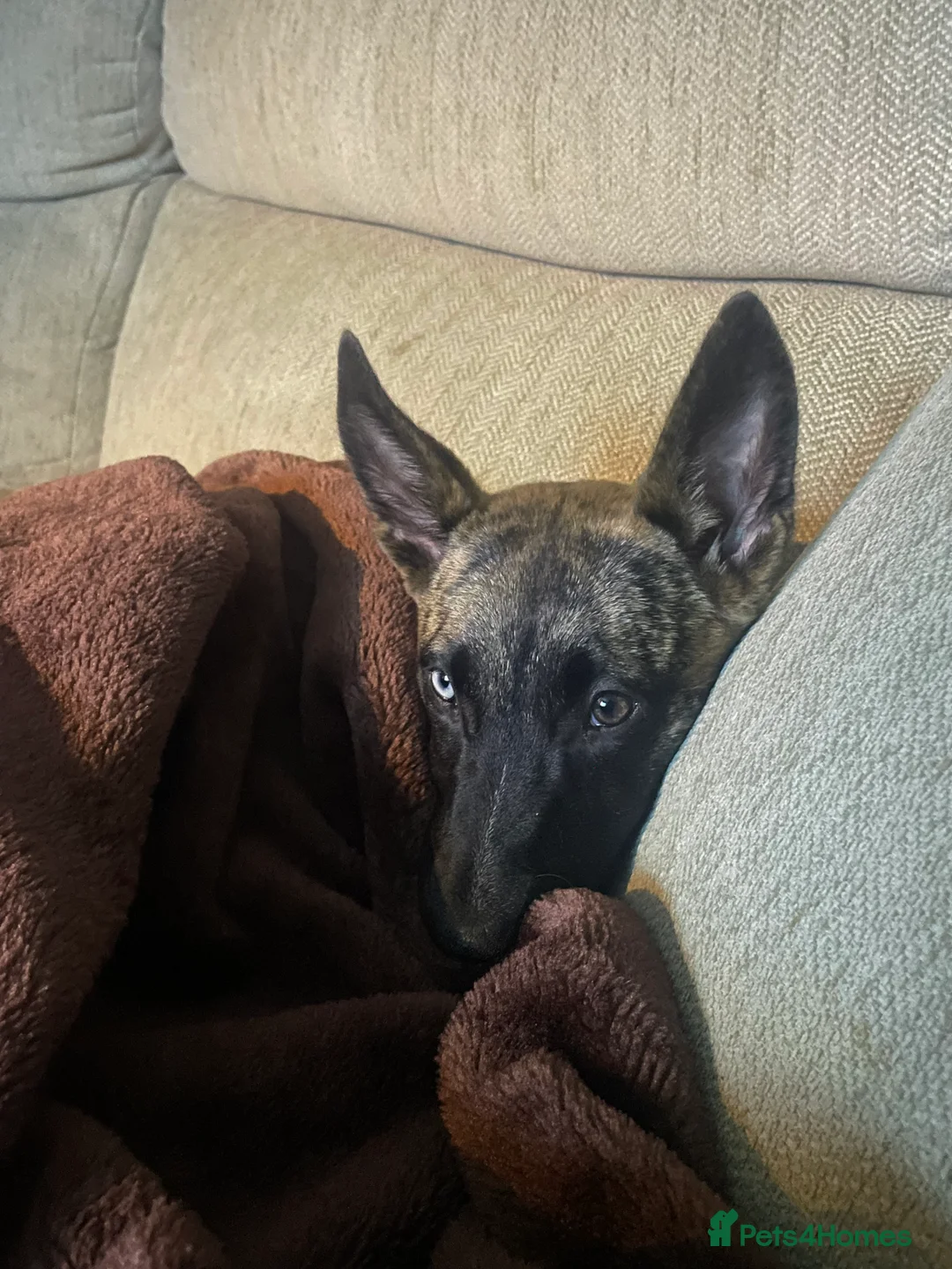 Mixed Breed dogs for sale: Siberian husky cross whippet in Clacton-on-Sea - Advert 4