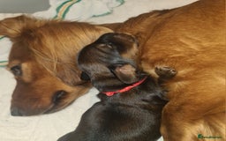 Dachshund dogs for sale: 5 beautiful long-haired Dachshunds pupps - Image 6