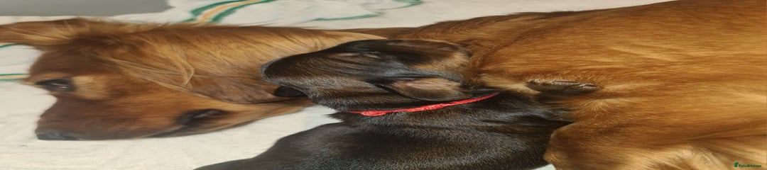 Dachshund Puppy 2