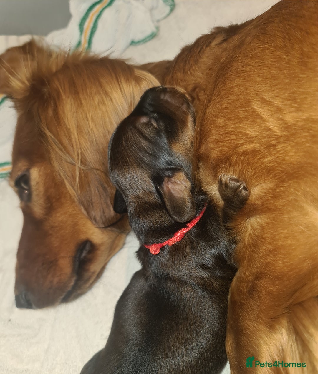 Dachshund dogs for sale: 5 beautiful long-haired Dachshunds pupps - Image 6