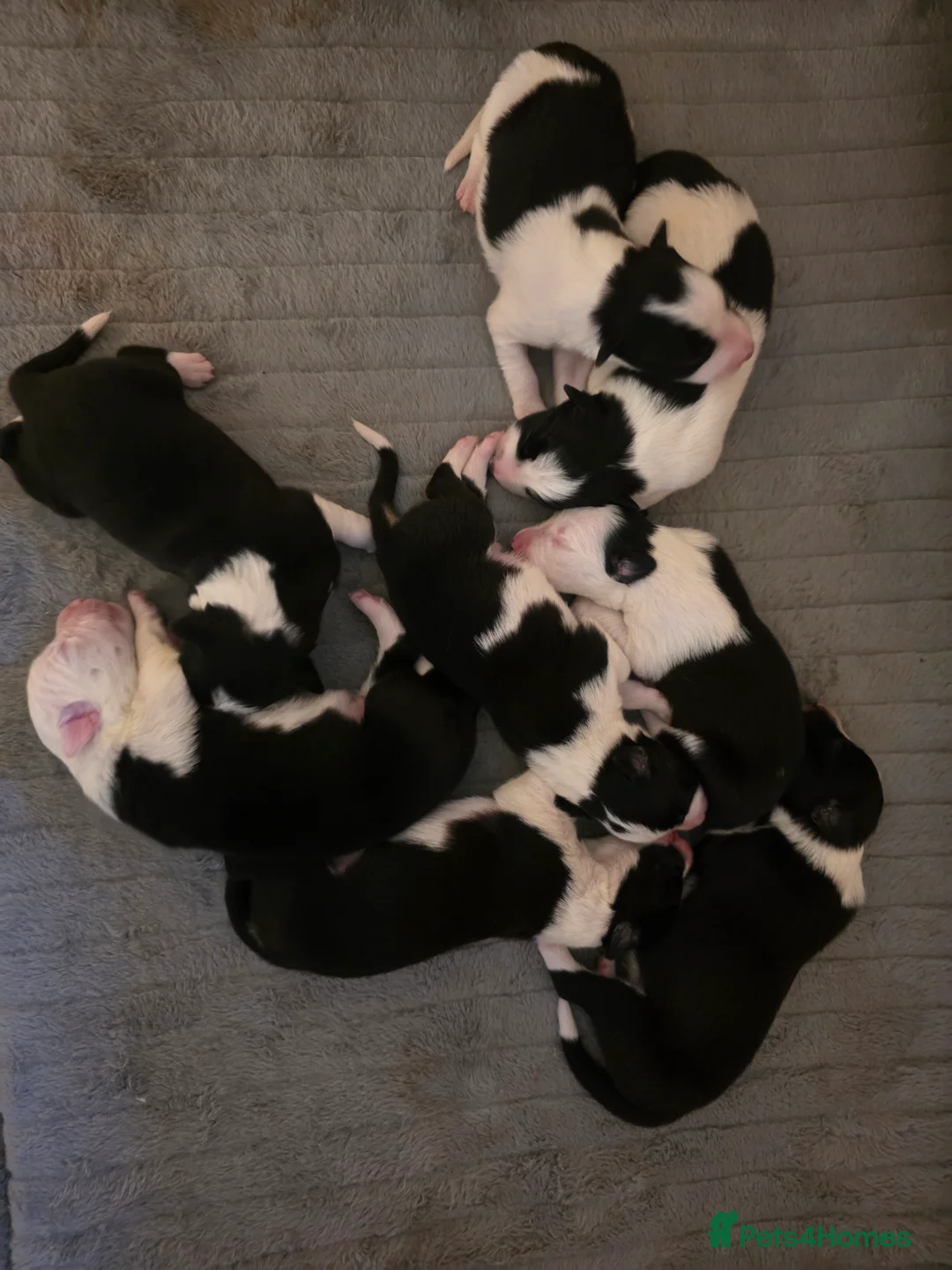 Border Collie dogs for sale: Border collie pups  - Advert 21