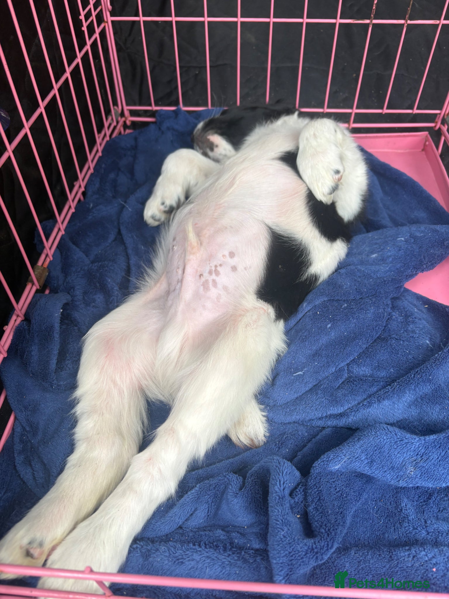English Springer Spaniel dogs Beautiful boys - Advert 3