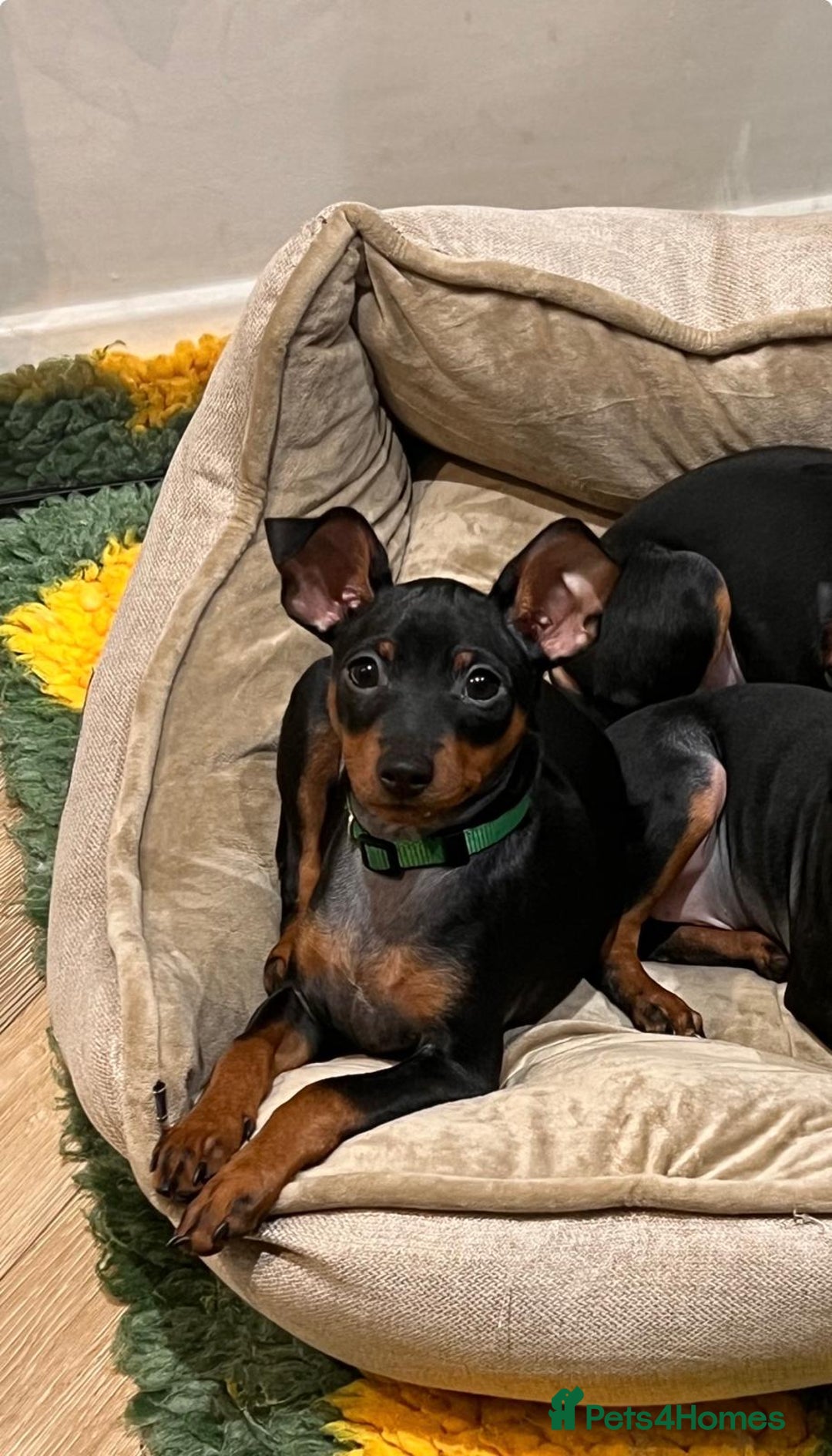 Miniature Pinscher dogs for sale: Stunning Miniature Pinscher Boy 💕 - Advert 2