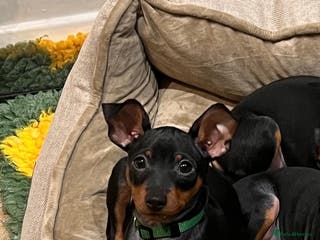 Miniature Pinscher dogs Stunning Miniature Pinscher Boy 💕 - Advert 2