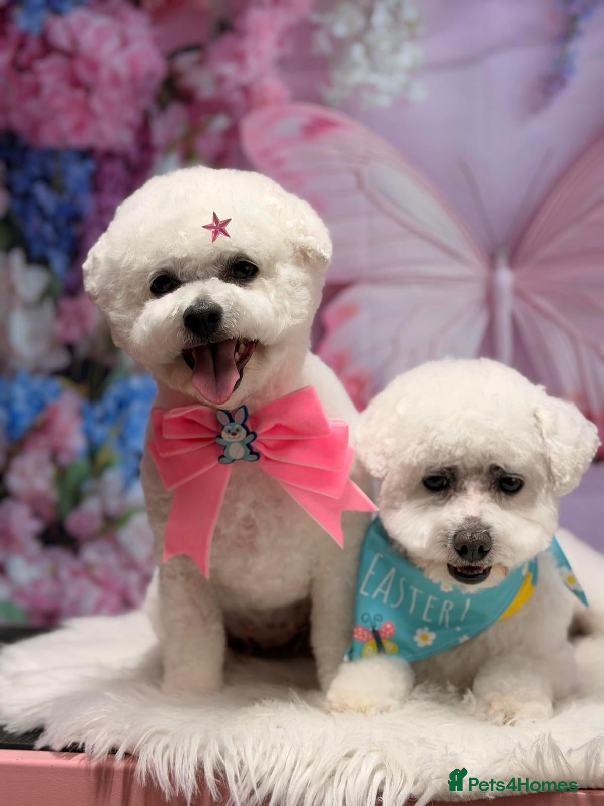 Bichon Frise dogs KC Bichon Frise ready to go - Advert 6
