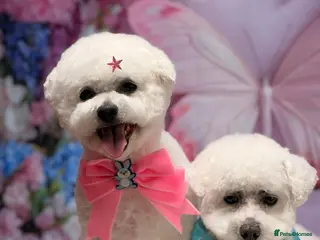 Bichon Frise dogs KC Bichon Frise ready to go - Advert 2