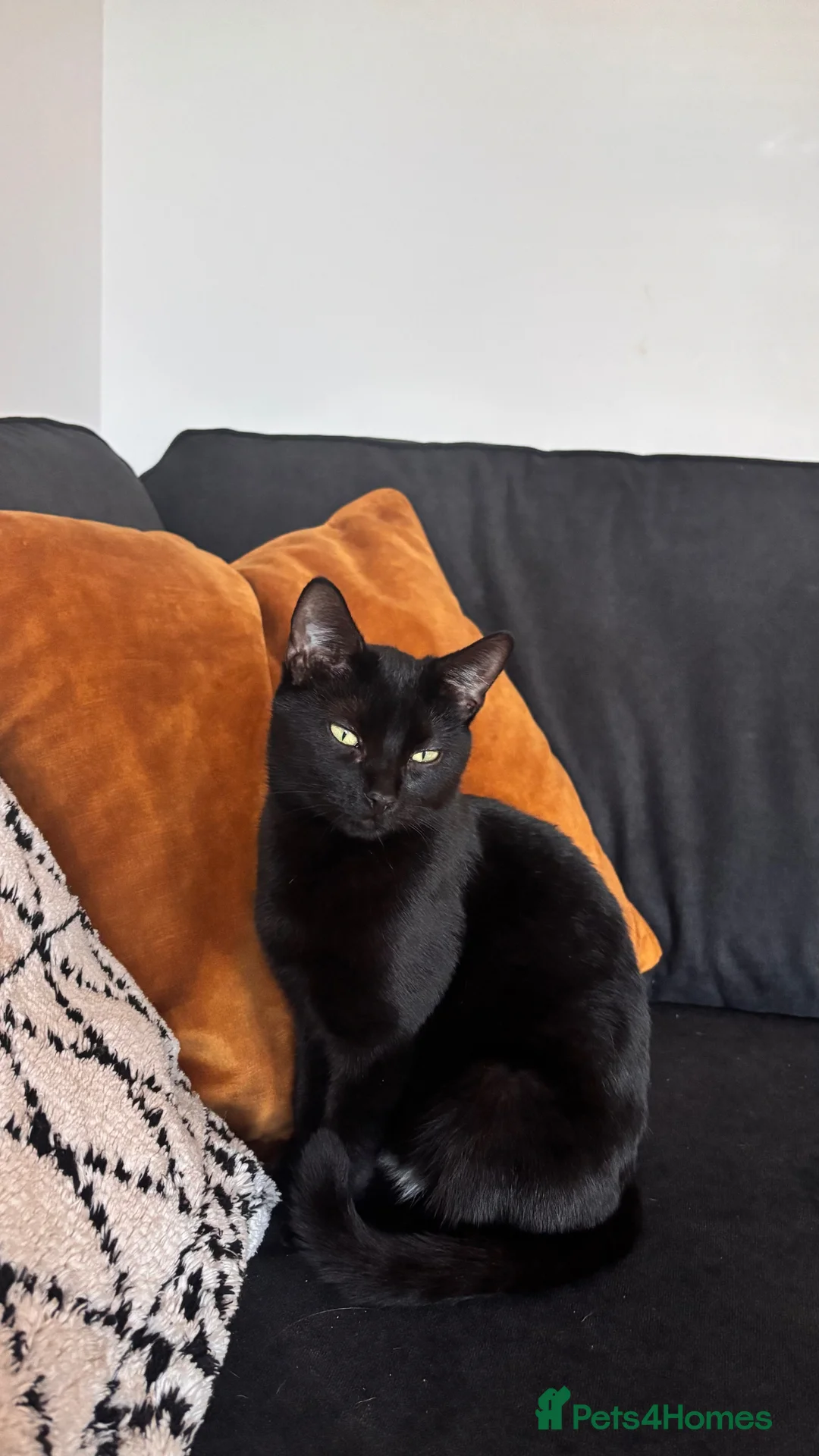 Mixed Breed cats for sale: Rehoming gorgeous girl  - Advert 1