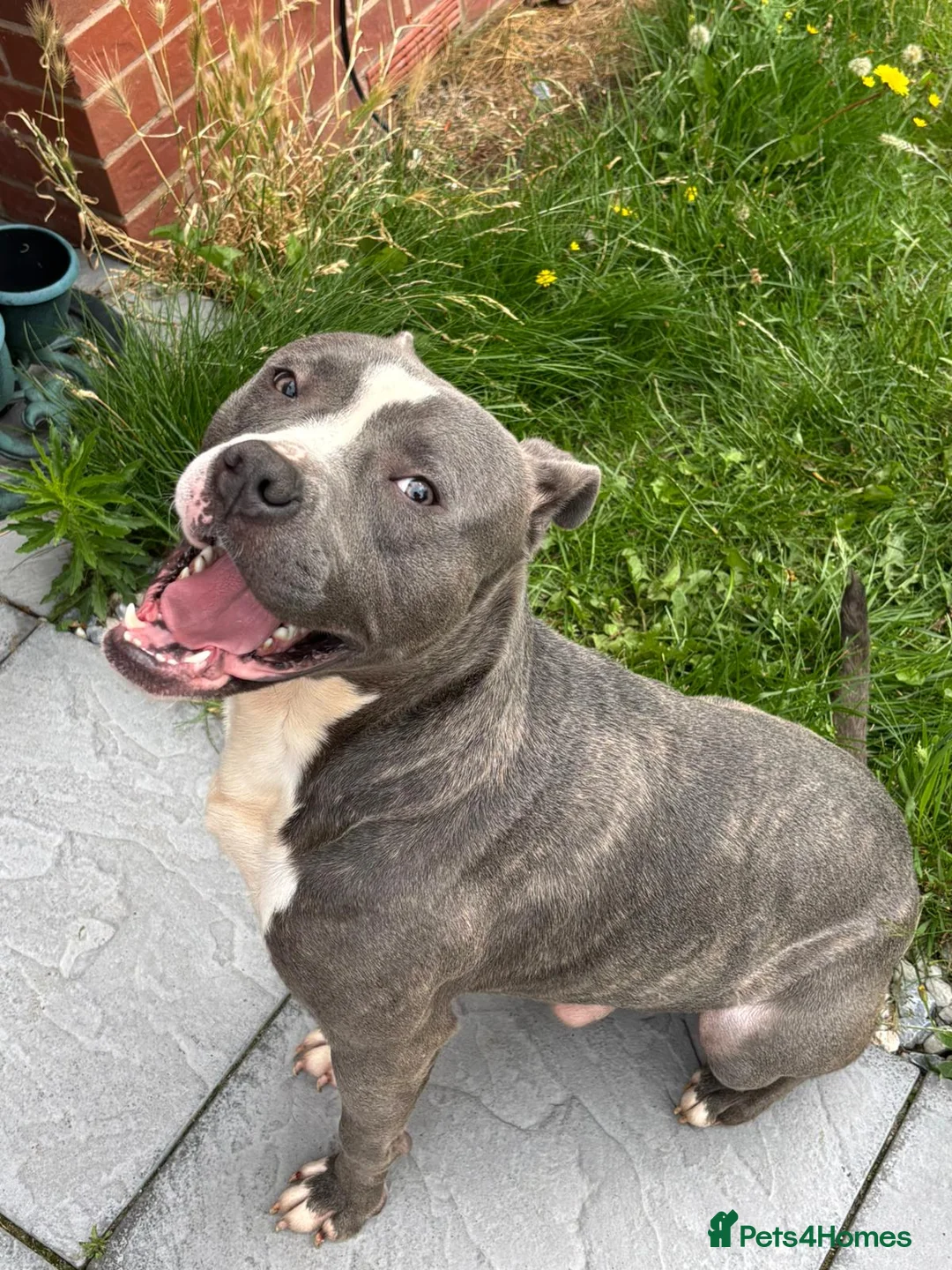 Staffordshire Bull Terrier dogs for sale: Male staffy  in Birmingham - Advert 2