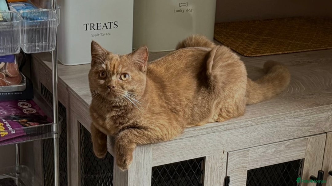 British Shorthair cats for sale: STUNNING TORTOISESHELL BRITISH SHORTHAIR  - Advert 1