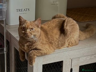 British Shorthair cats STUNNING TORTOISESHELL BRITISH SHORTHAIR - Advert 1