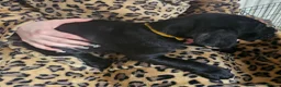 Mixed Breed dogs for sale: Bullmastiff cross puppies - Advert 7