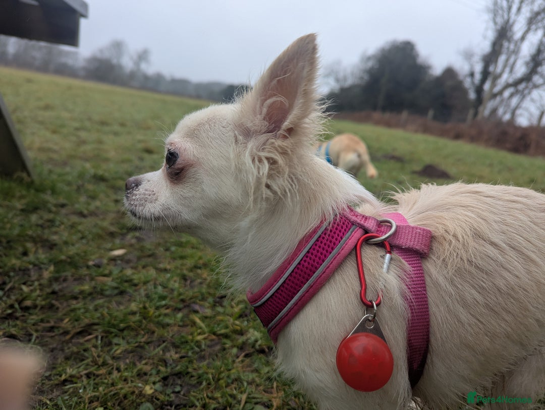 Chihuahua dogs for sale: 2 female chihuahuas  - Image 8