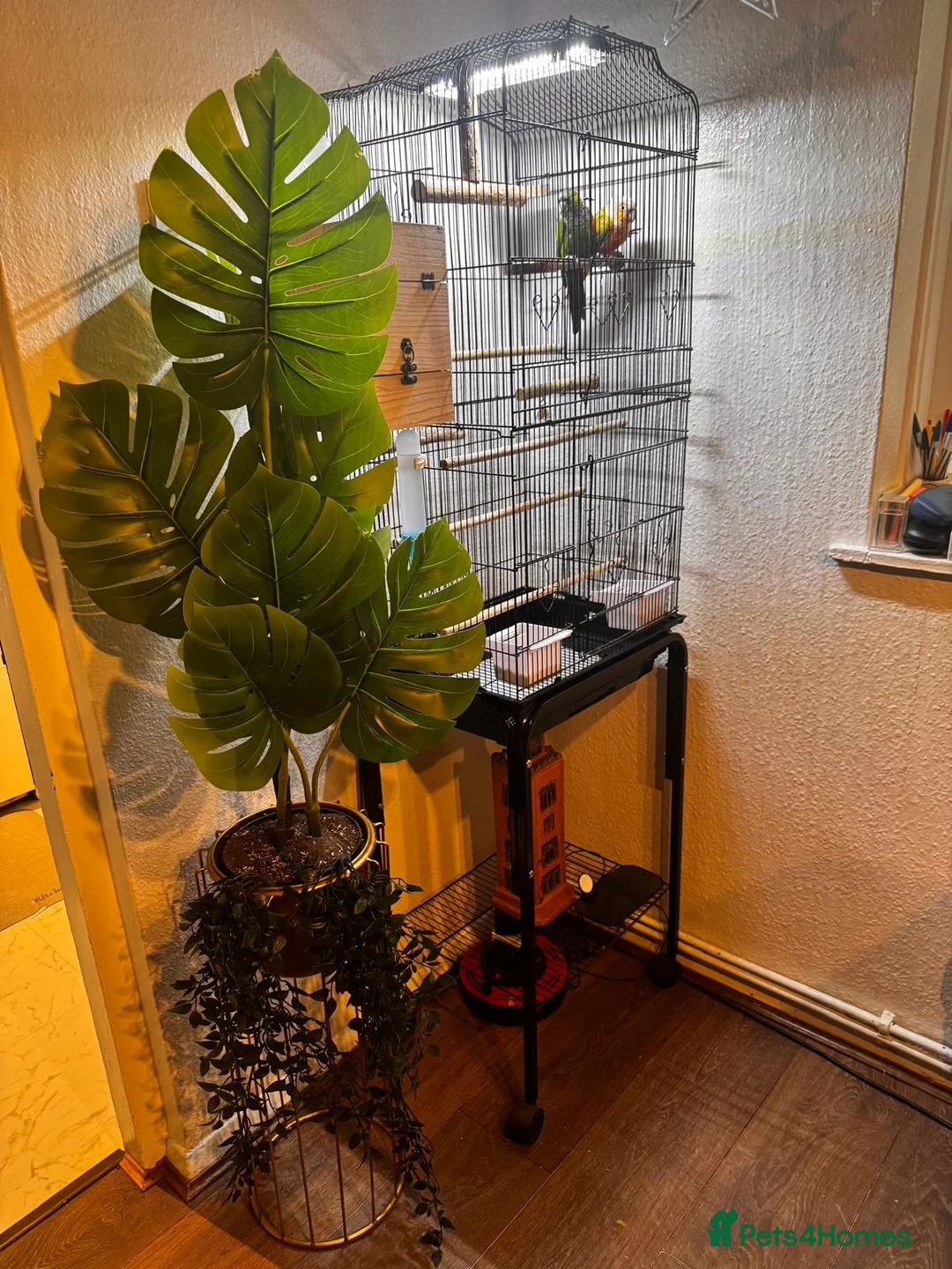 Conures birds for sale: 🦜 Beautiful Conure Pair (Pineapple + Green Cheek) in Weybridge - Advert 8