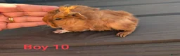 Guinea Pig rodents for sale: Baby funky pet boars  - Advert 3