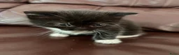 Mixed Breed cats for sale: 4 beautiful kittens  - Advert 7