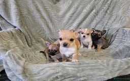 Chihuahua dogs for sale: Adorable Chihuahua puppies 🐶 - Advert 3