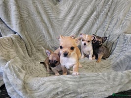 Chihuahua dogs Adorable Chihuahua puppies 🐶 - Advert 3