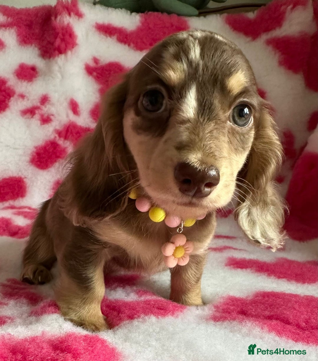 Miniature Dachshund dogs for sale: Beautiful mini long haired pups available  - Image 18