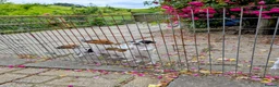 Jack Russell dogs for sale: Small strain Jack Russel pups - Advert 8