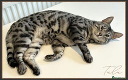 Bengal cats for sale: Silver Spotted Bengal Siblings Haja And Tala - Image 21